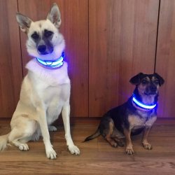 Obroża LED dla psa i kota - kolor BŁĘKITNY