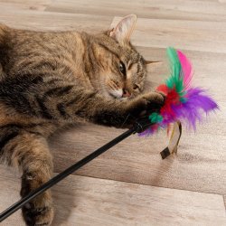 Wędka z kolorowymi piórkami - zabawka dla kota