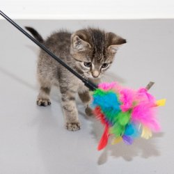 Wędka dla kota z kolorowymi piórkami