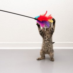 Wędka dla kota z kolorowymi piórkami