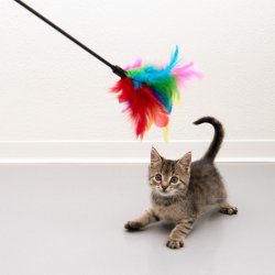 cat fishing rod with colorful feathers