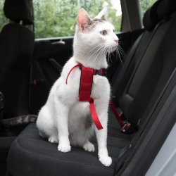 Travel Harness For A Car For A Cat