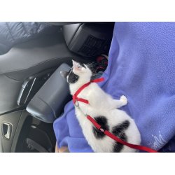 Travel Harness For A Car For A Cat