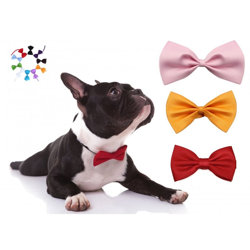 Tie for a dog a cat Tie for a dog a cat