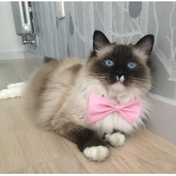 Tie for a dog a cat