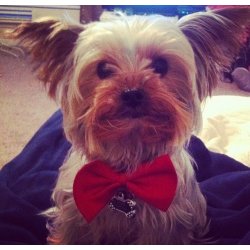 Tie for a dog a cat