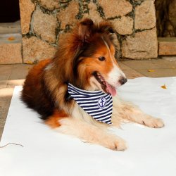 Dog Collar With A Bands Bandage Marina