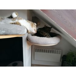 Cat Lair On The Wall 2